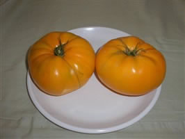 Amana Orange